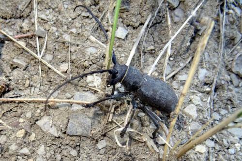 Morimus asper